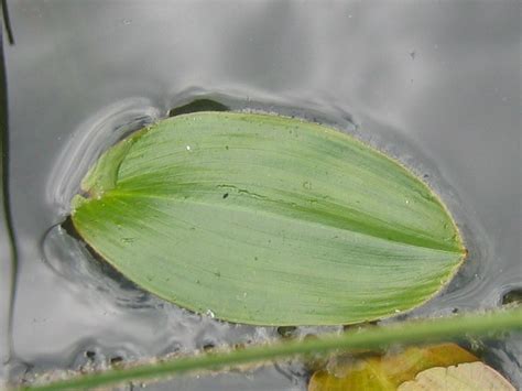 PinaySmut .